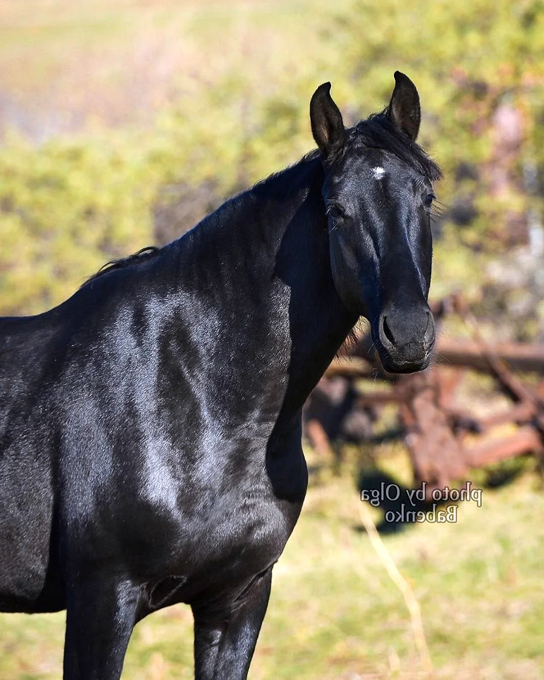 Арабо Кабардинская порода лошадей