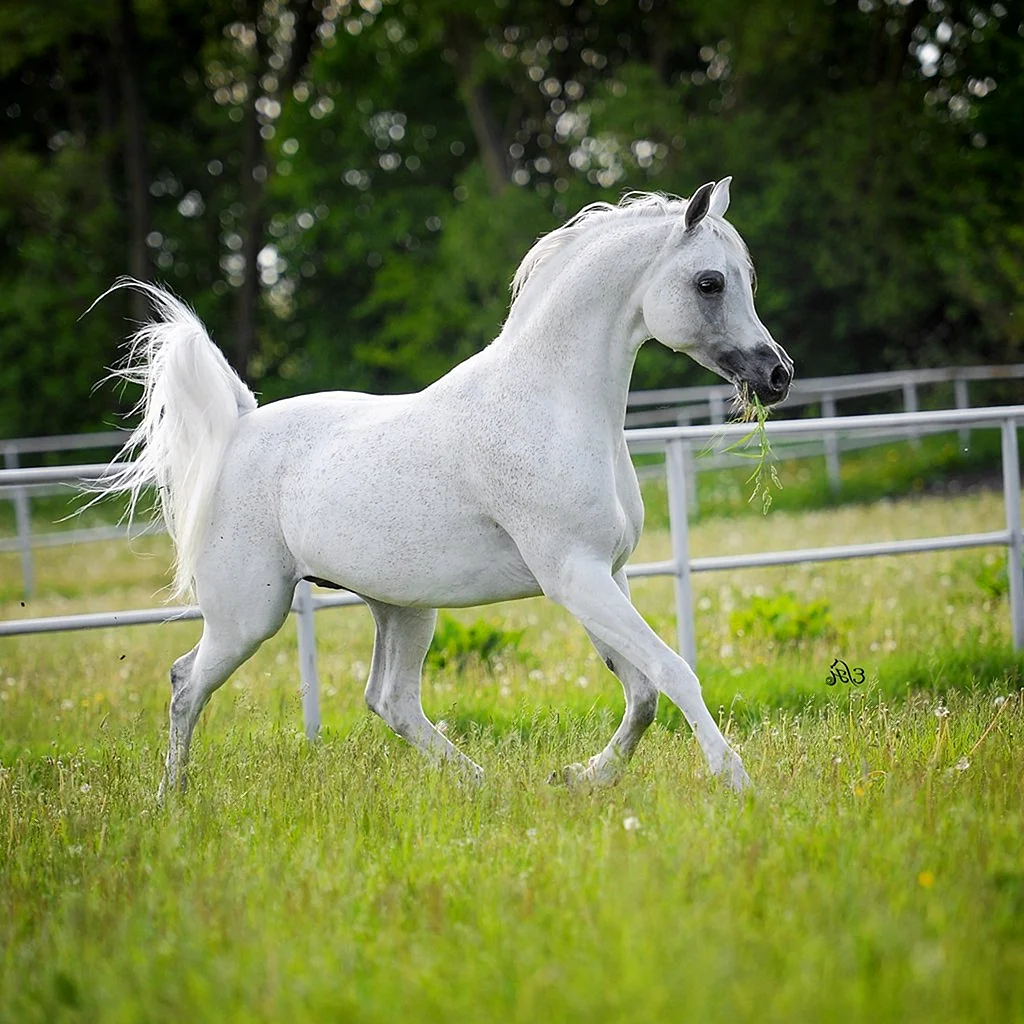 Арабская чистокровная лошадь белая