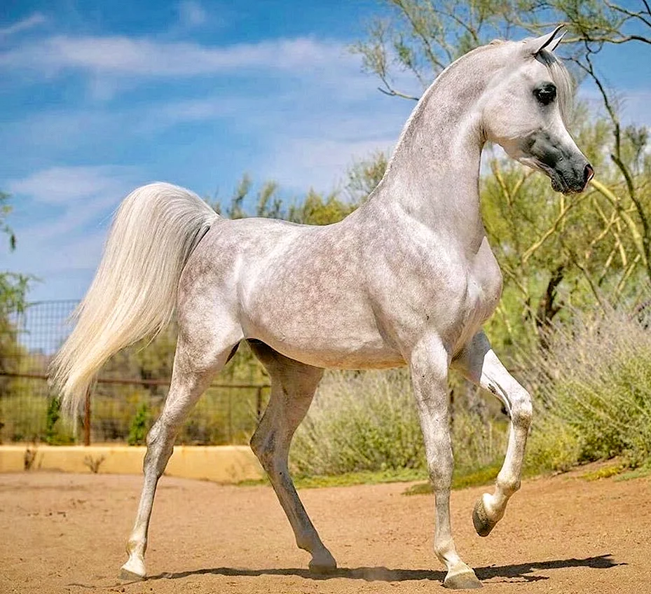 Арабская и Ахалтекинская лошадь