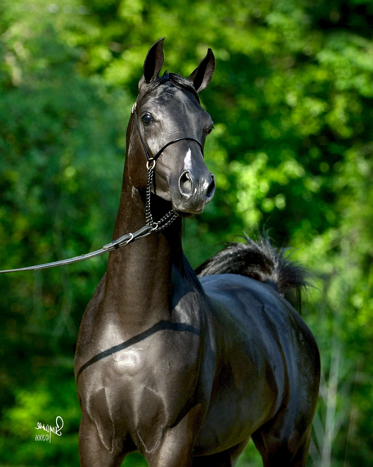 Арабская лошадь (арабская чистокровная лошадь)