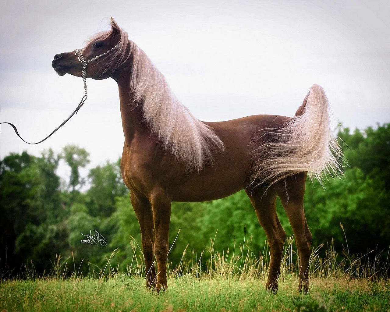 Арабская лошадь (арабский скакун)