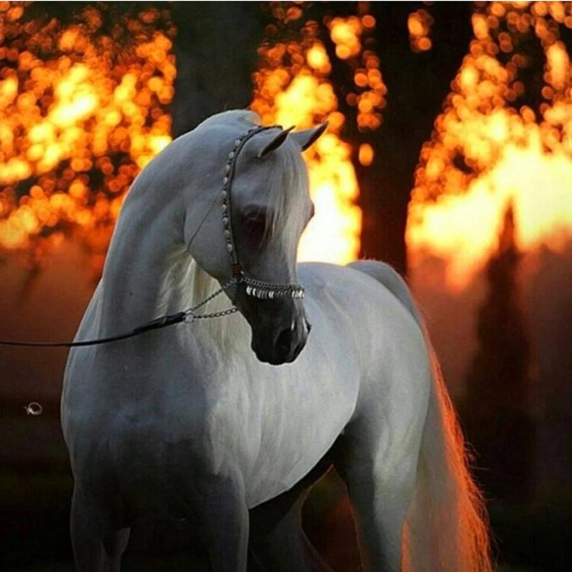 Арабская лошадь белая
