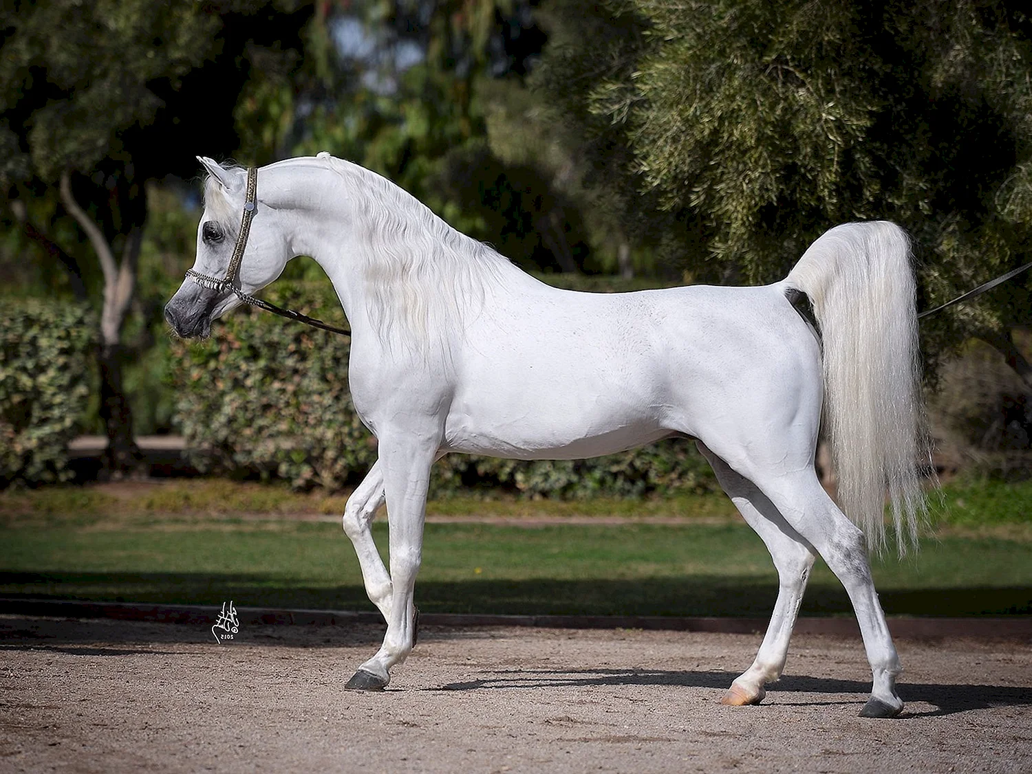 Арабская лошадь кохейлан-сиглави