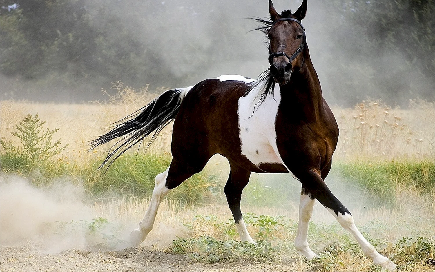Арабская лошадь пегая