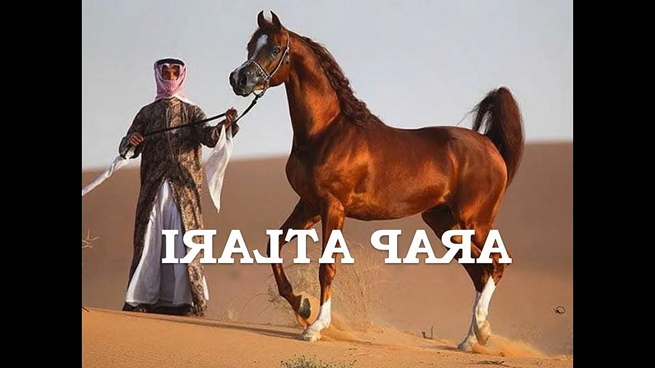 Арабская лошадь со всадником