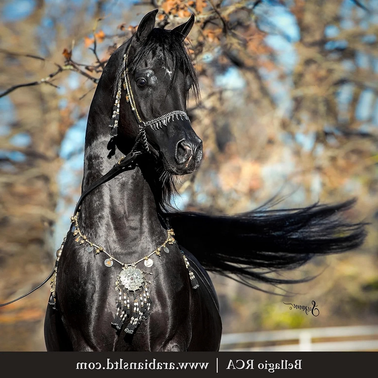 Арабская лошадь Вороная