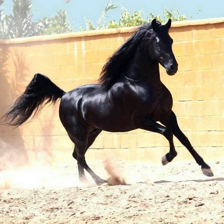Арабская лошадь Вороная