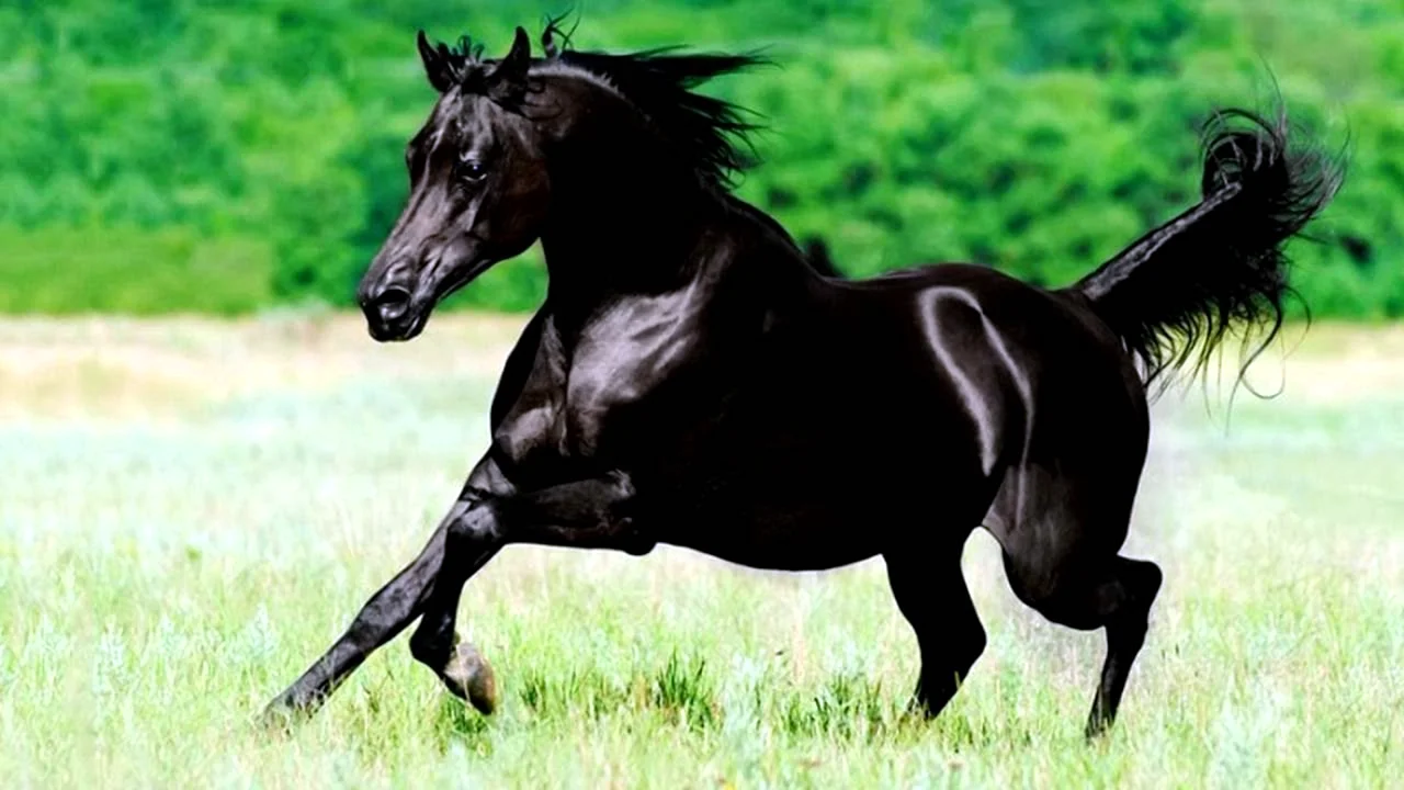 Арабская Скаковая чистопородная лошадь
