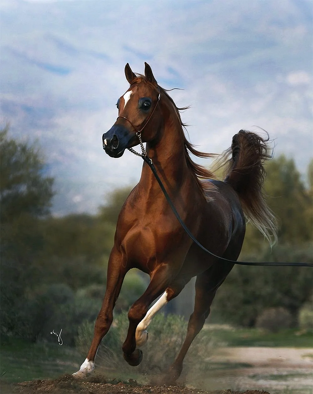 Арабская Скаковая лошадь