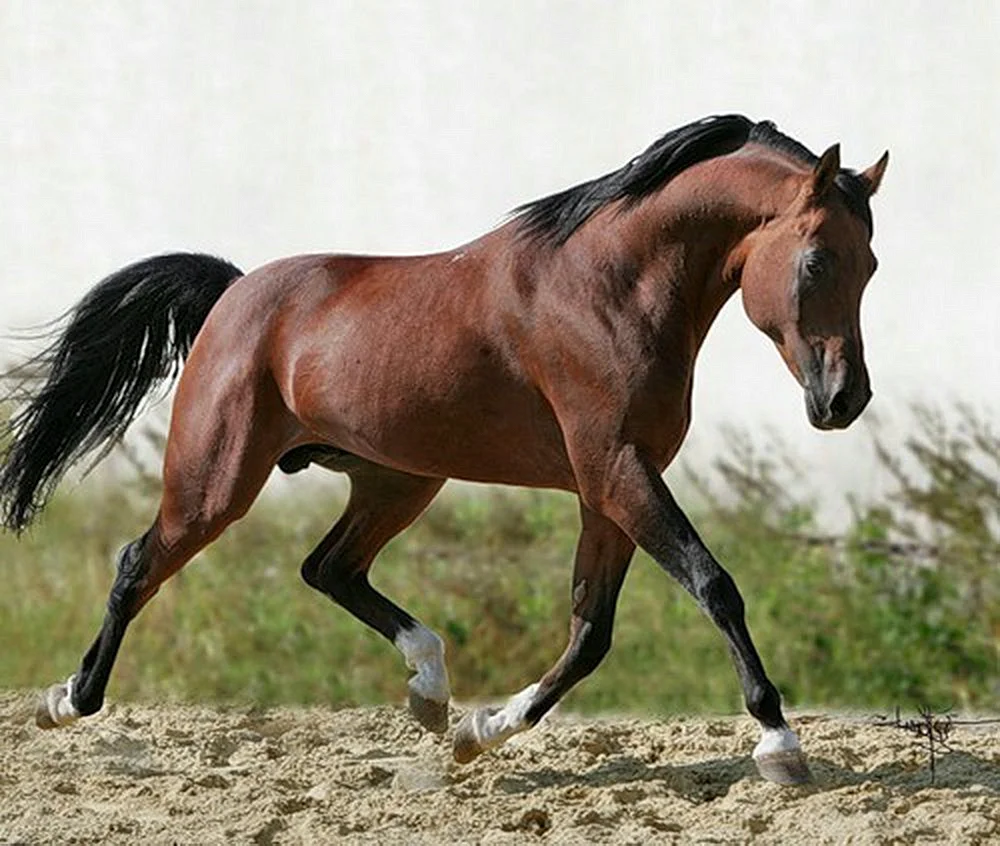 Арабская Скаковая порода лошадей