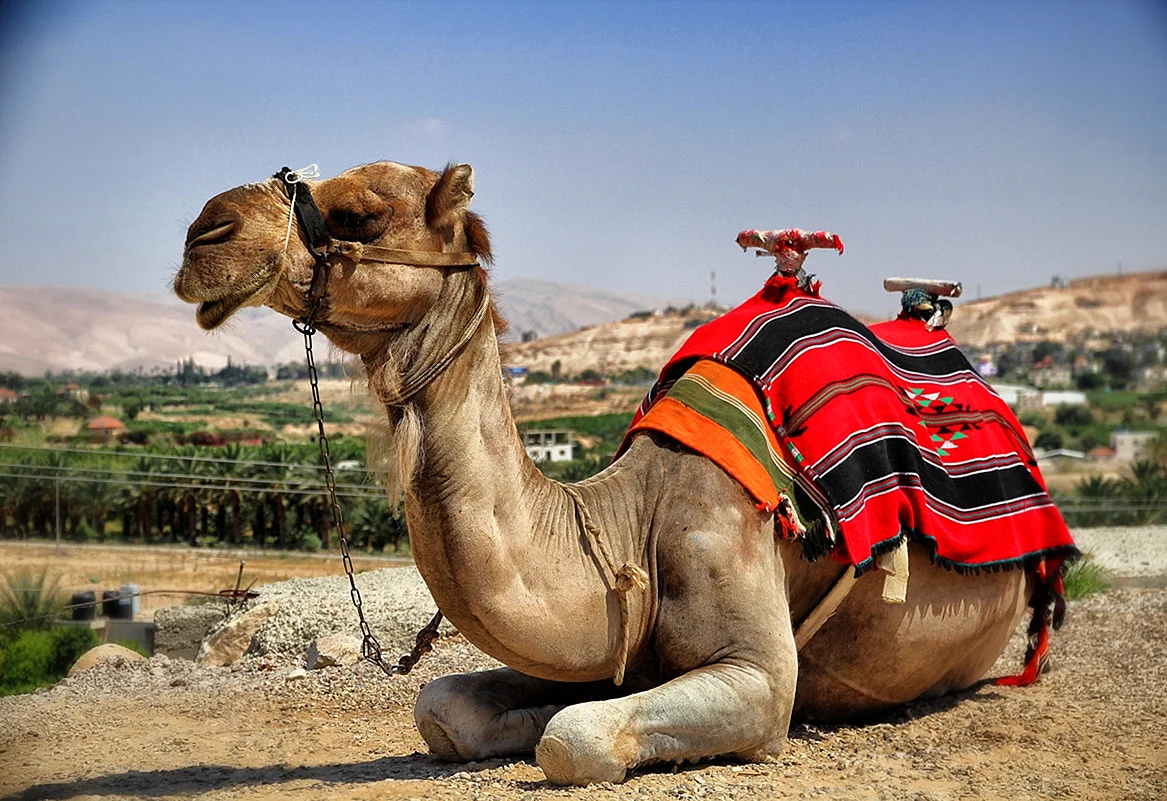 Арабский одногорбый верблюд