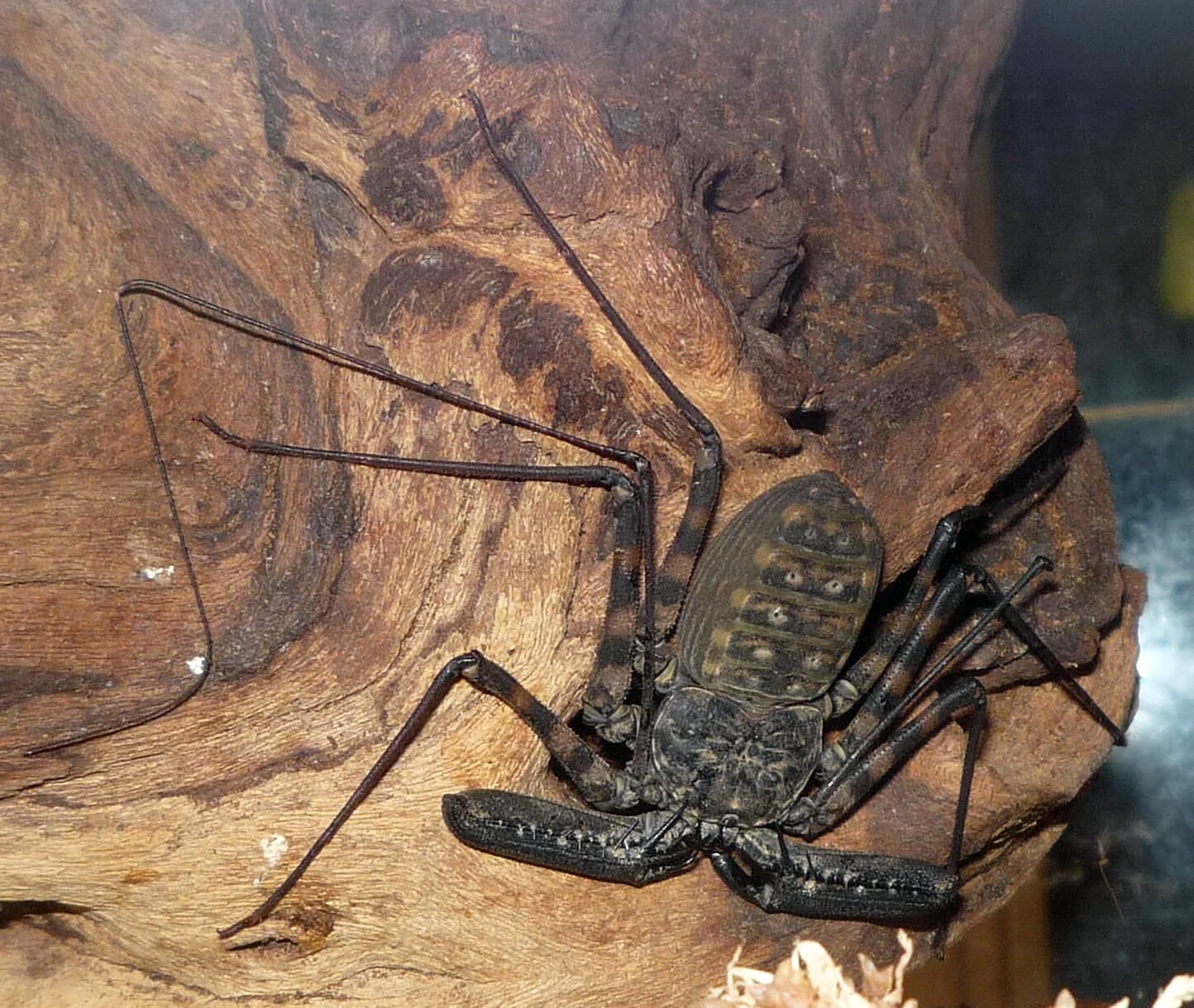 Арахнид паук-Скорпион