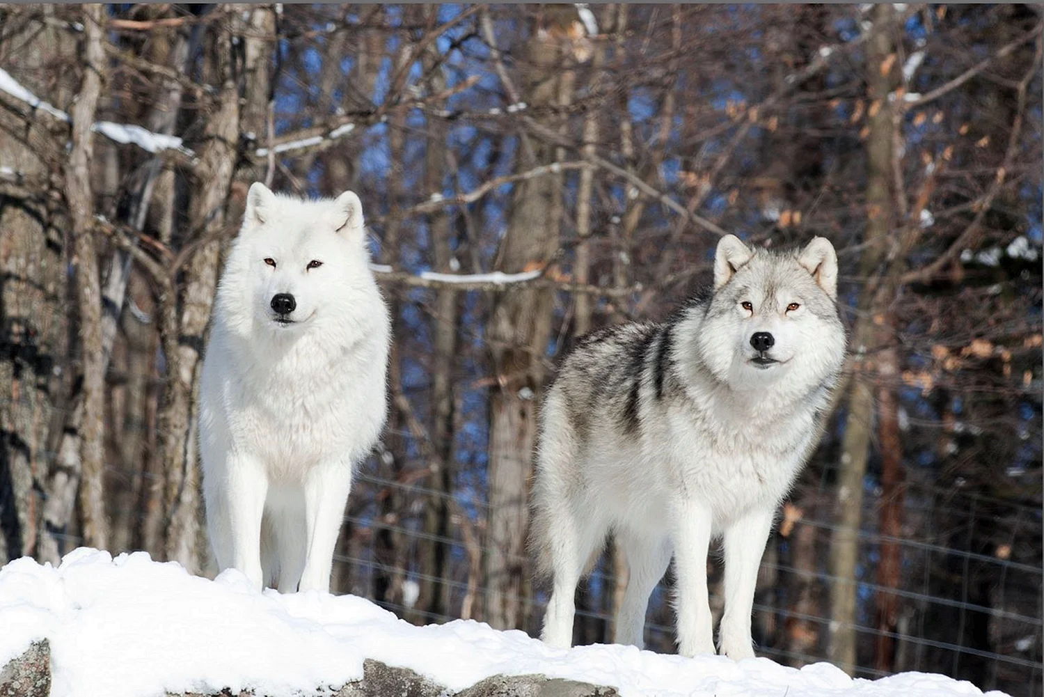 Arctic Wolf (Арктический волк)