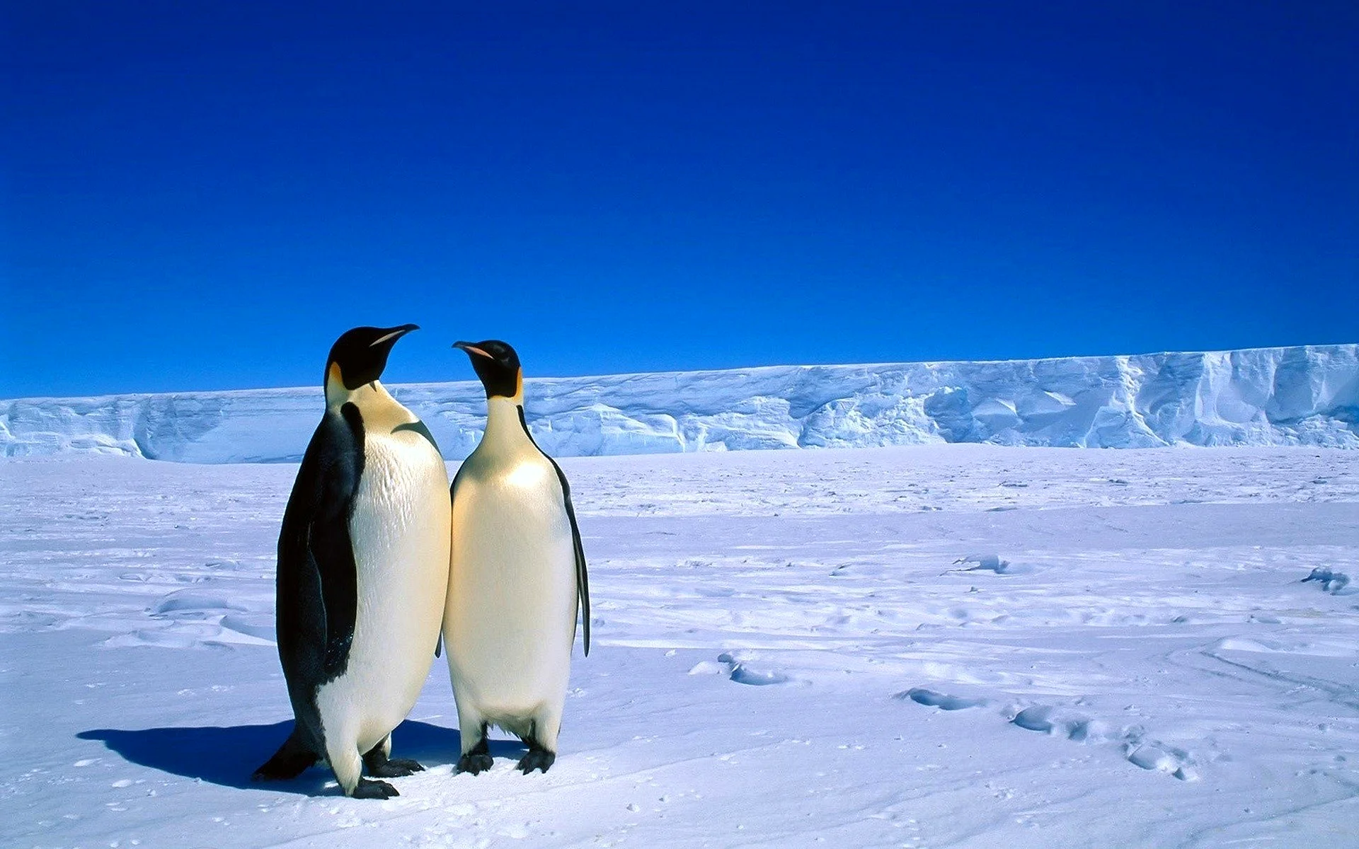 Ареал Императорского пингвина