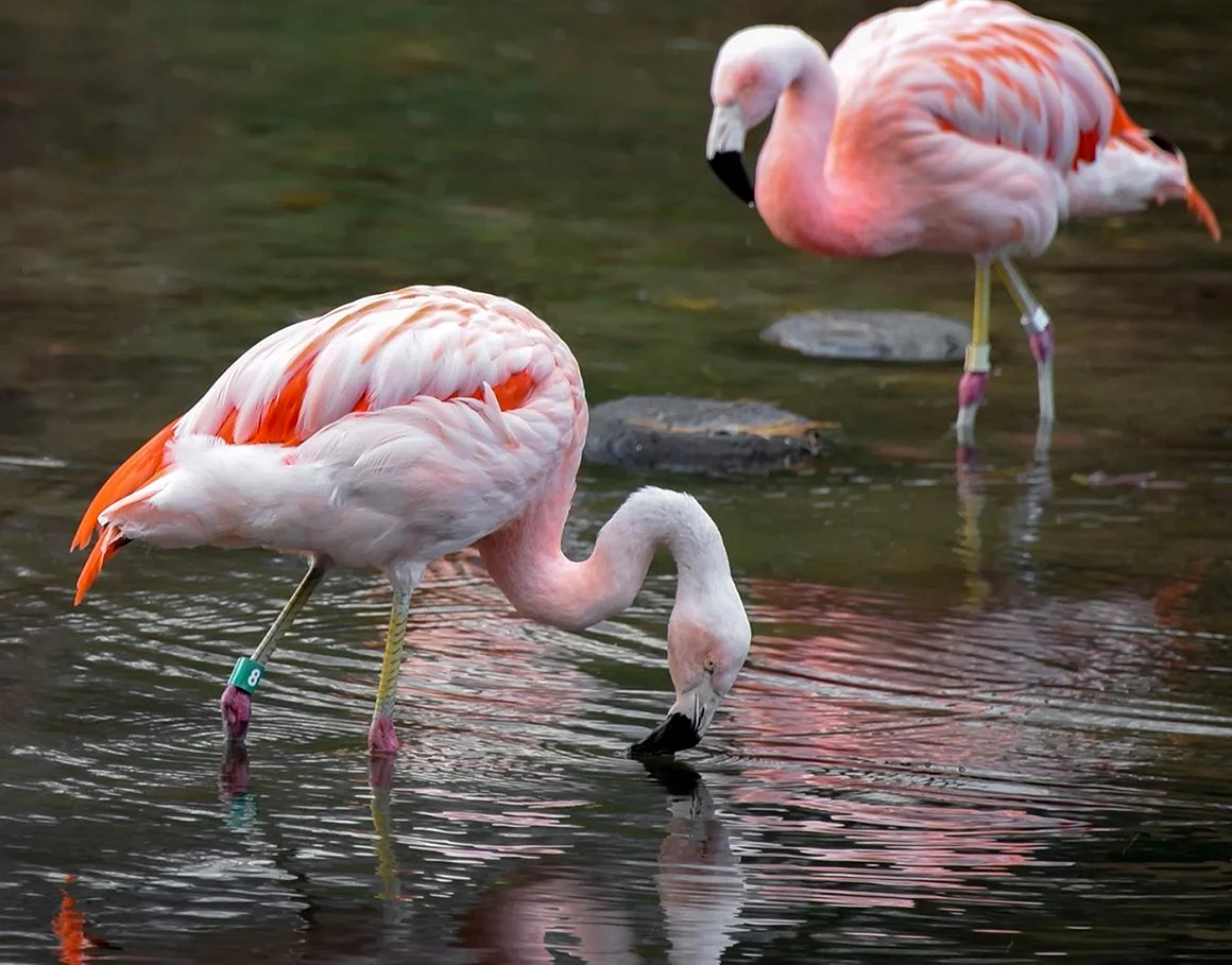Аргентина Фламинго