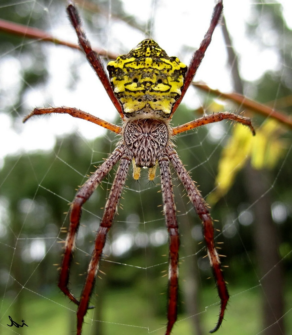 Аргиопа паук гигантский
