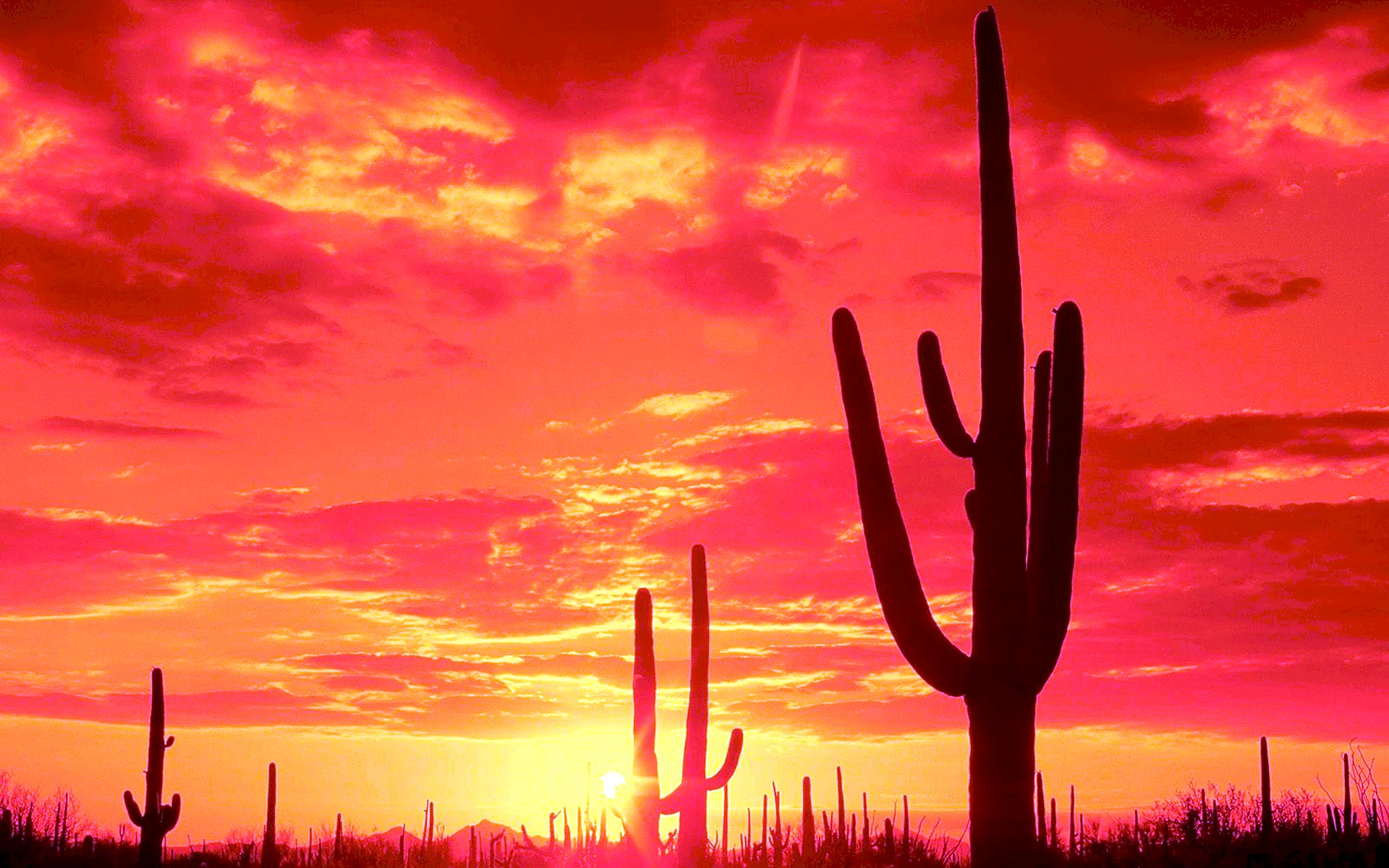 Аризона Невада кактусы закат