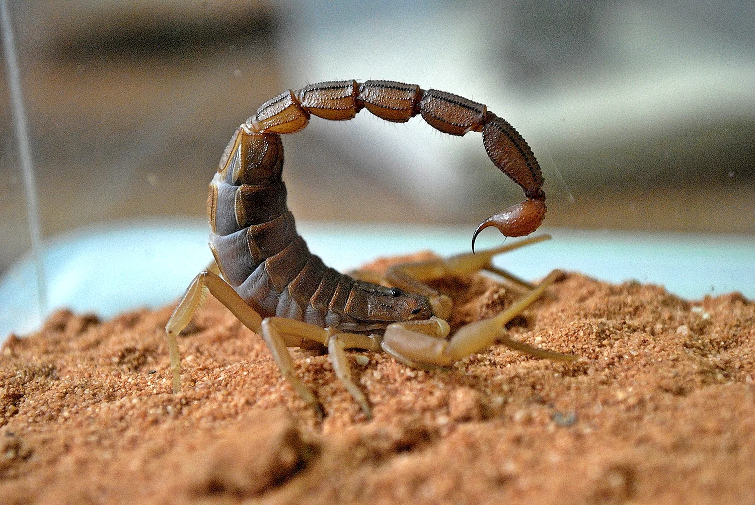 Аризонский древесный Скорпион