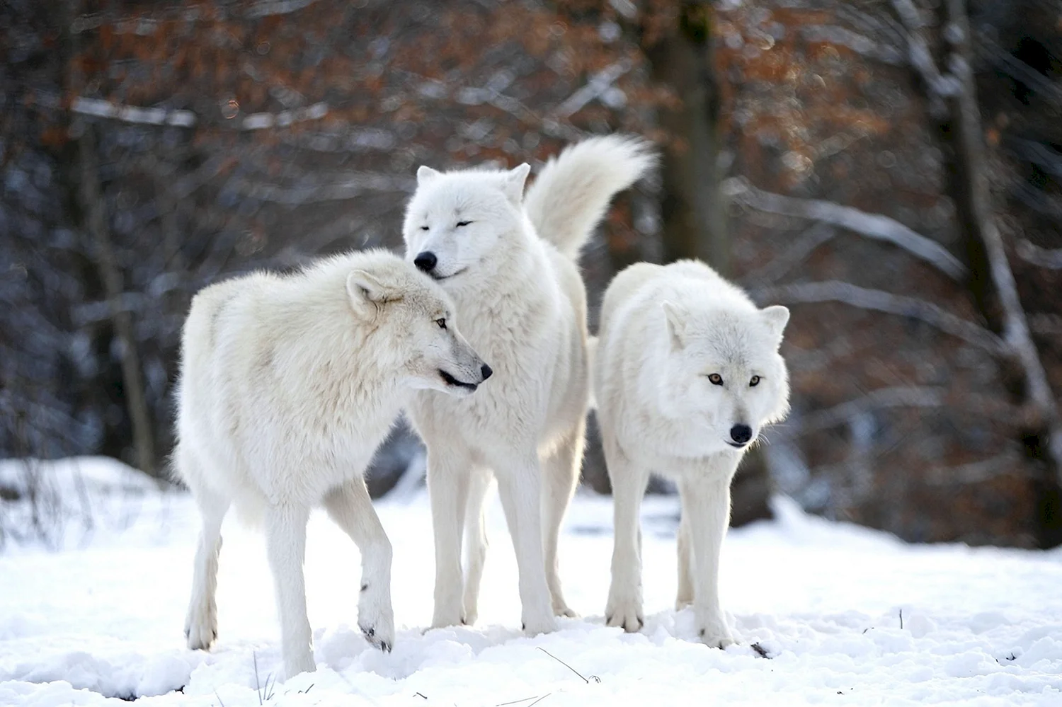 Арктический Полярный волк