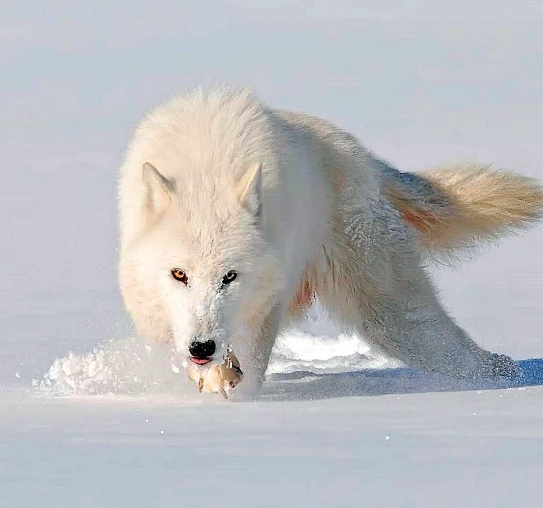 Арктический Полярный волк
