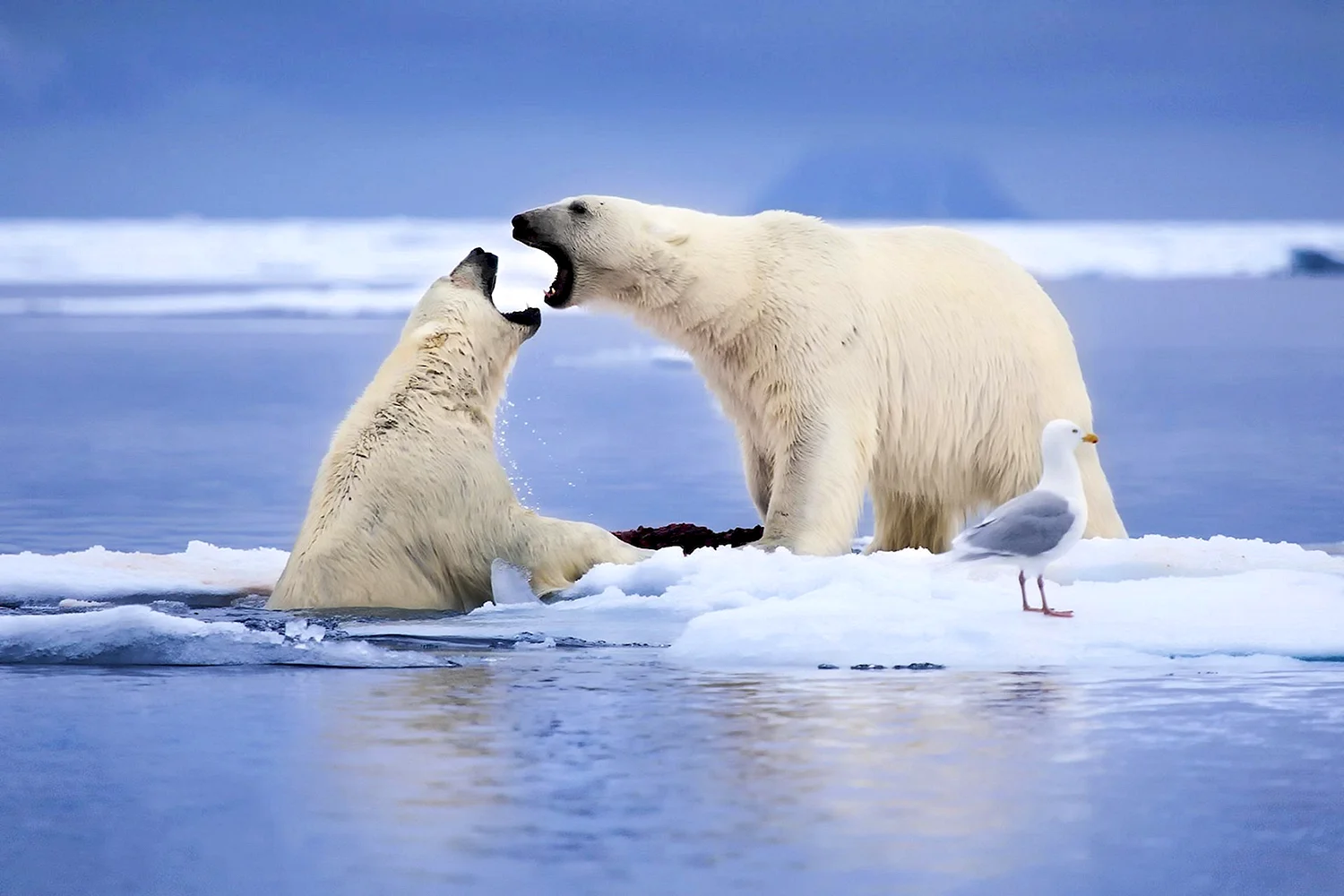 Арктика – Антарктика белый медведь
