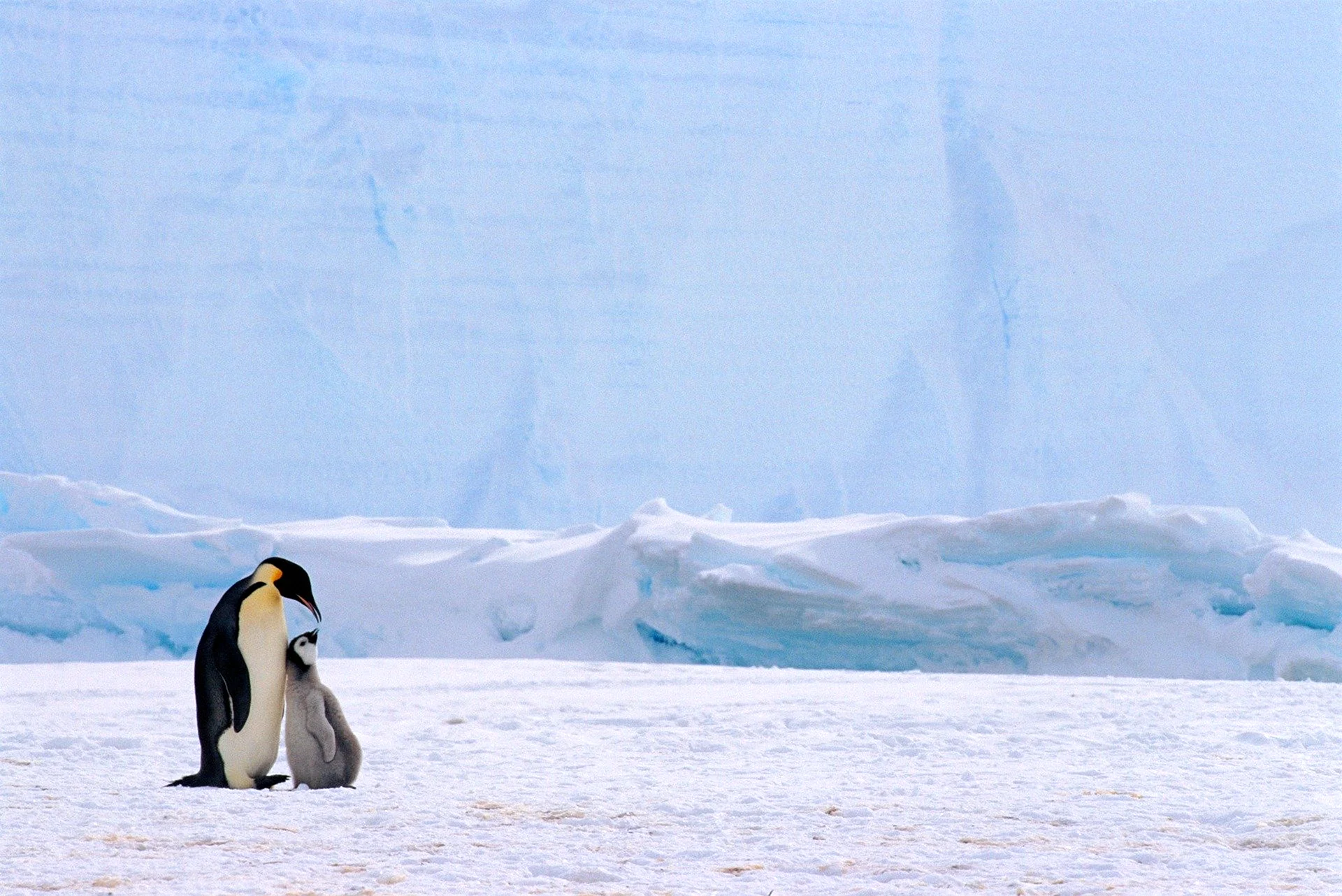 Арктика пингвины Алексис Рокман, Адели, 2008