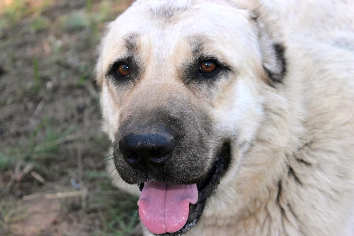 Армянская порода собак Гампр
