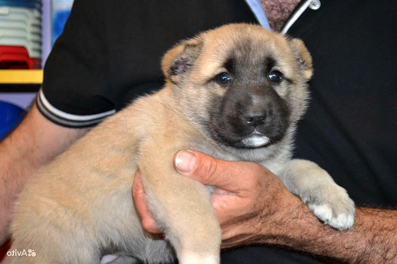 Армянский Гампр щенок