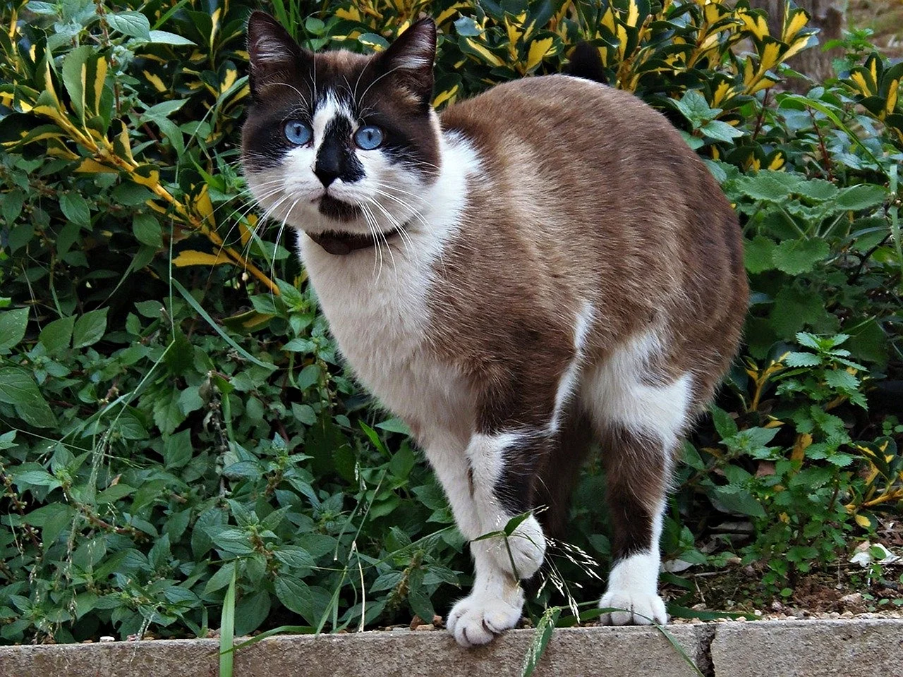 Армянский кот фото