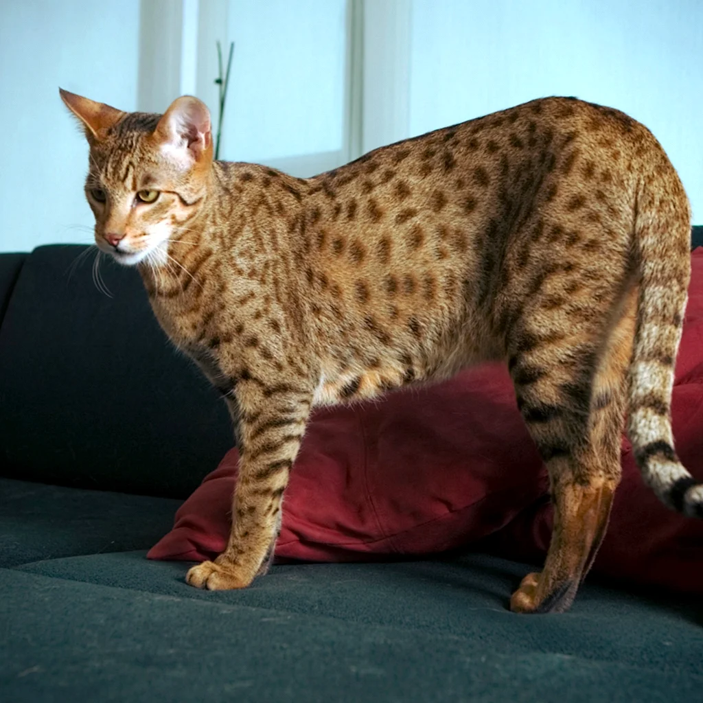 Ашера кошка леопард
