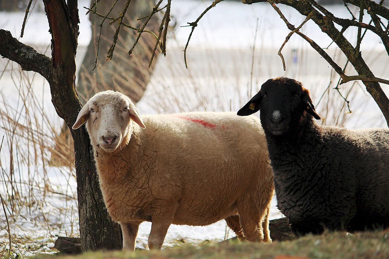 Асканийский меринос порода овец