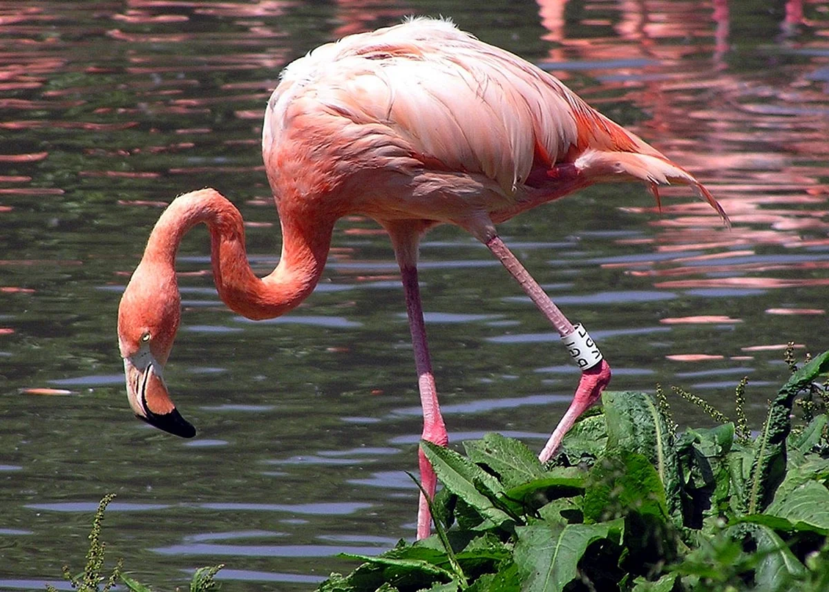 Атанасовское озеро Фламинго