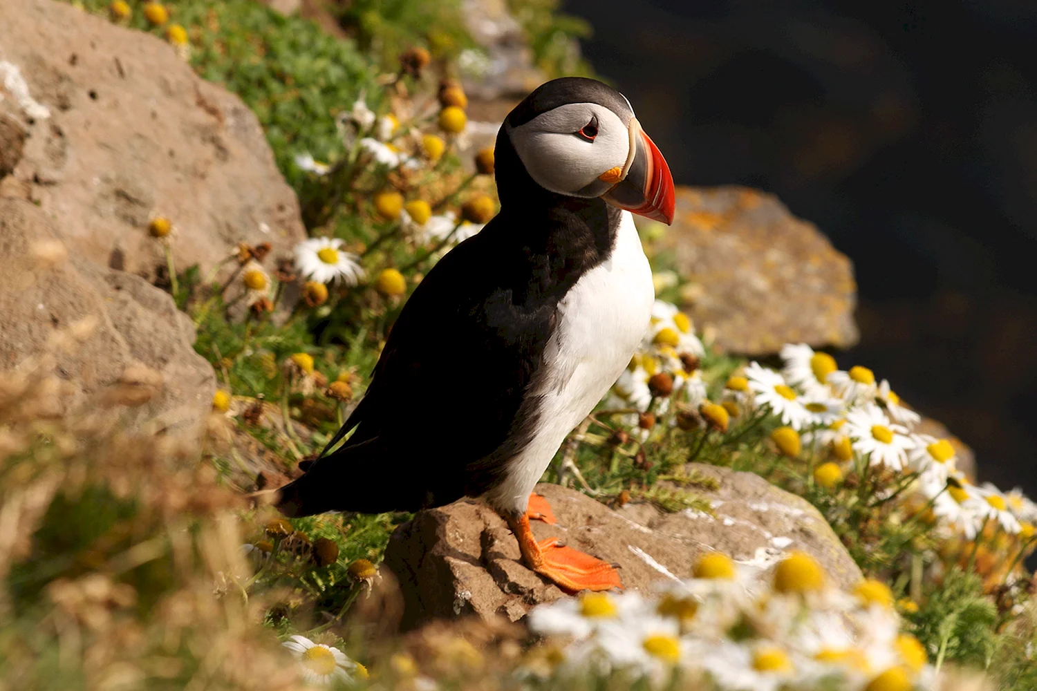 Atlantic Puffin птица