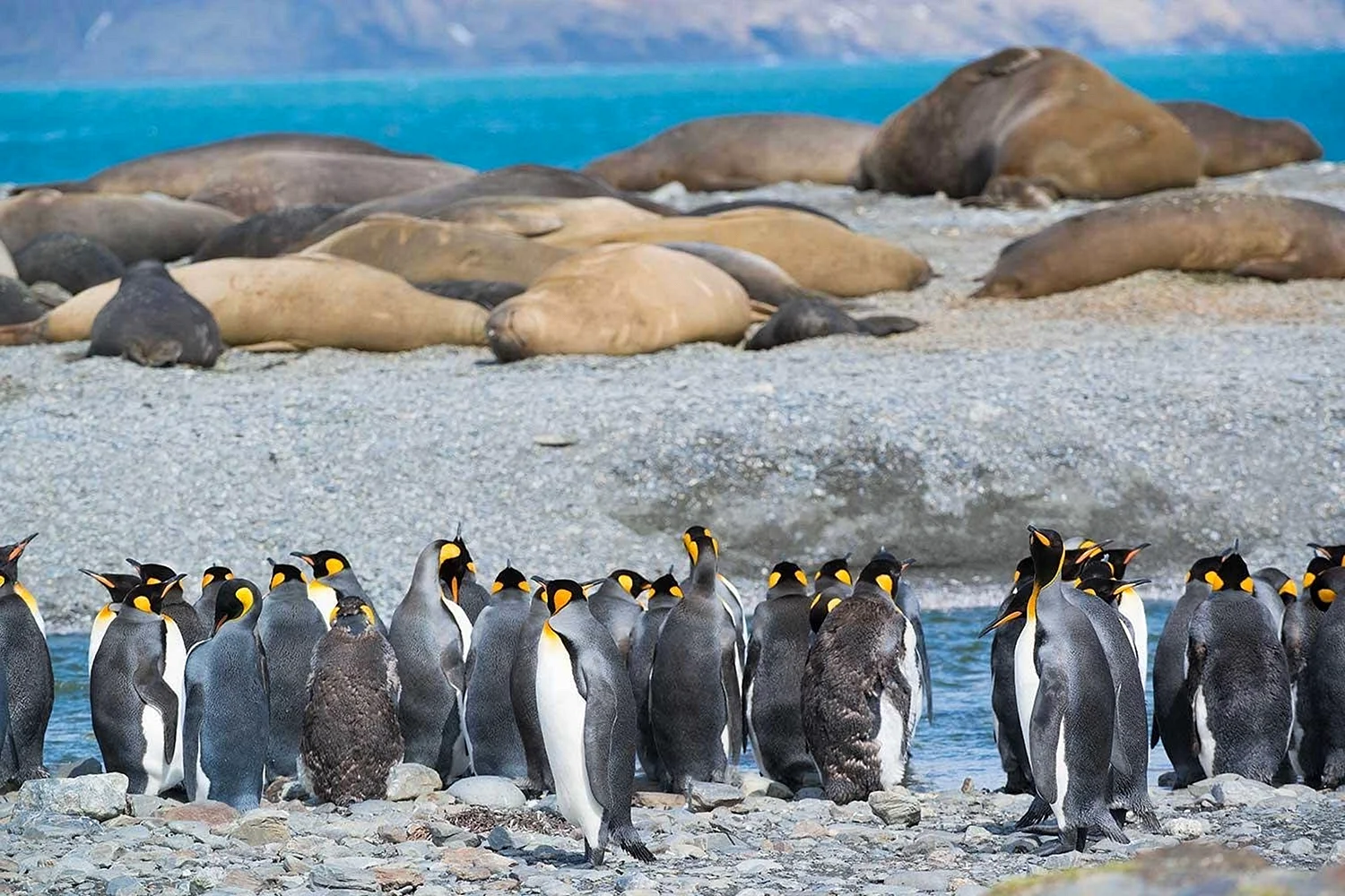 Атлантический океан с пингвинами