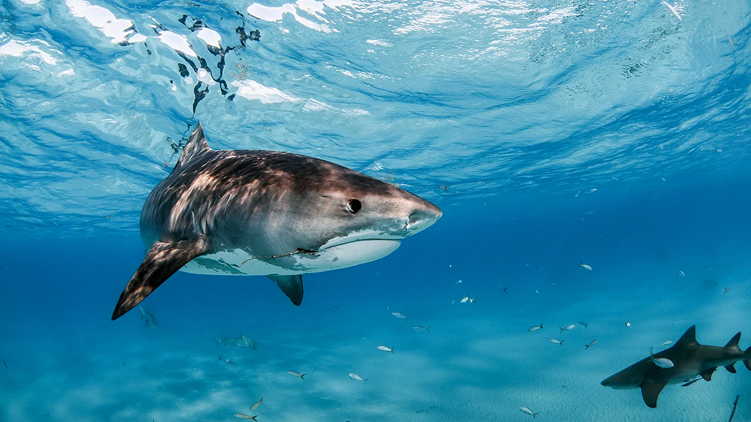 Атлантический океан животный мир акулы