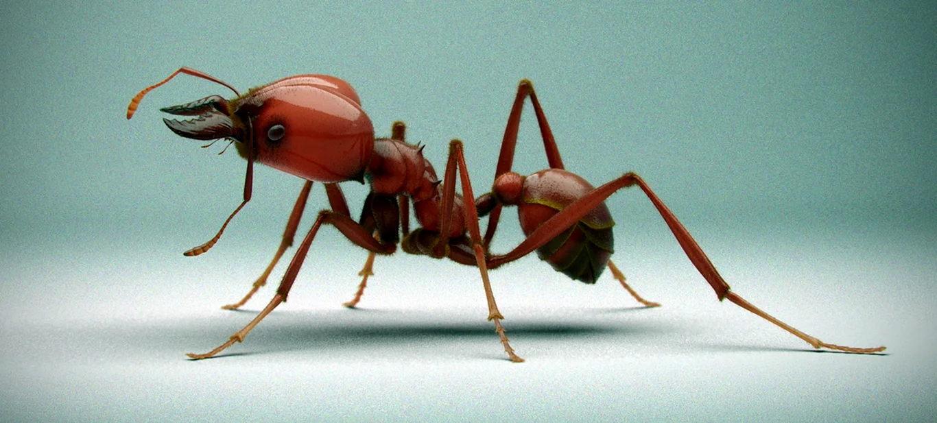 Atta муравей