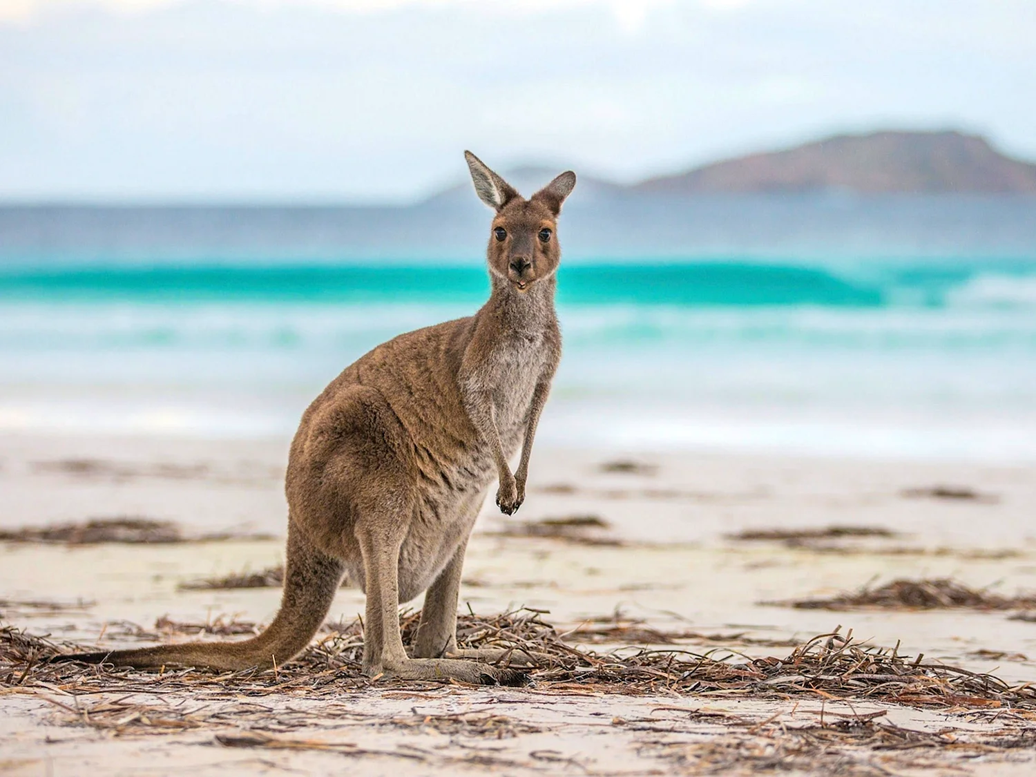 Австралия природа кенгуру