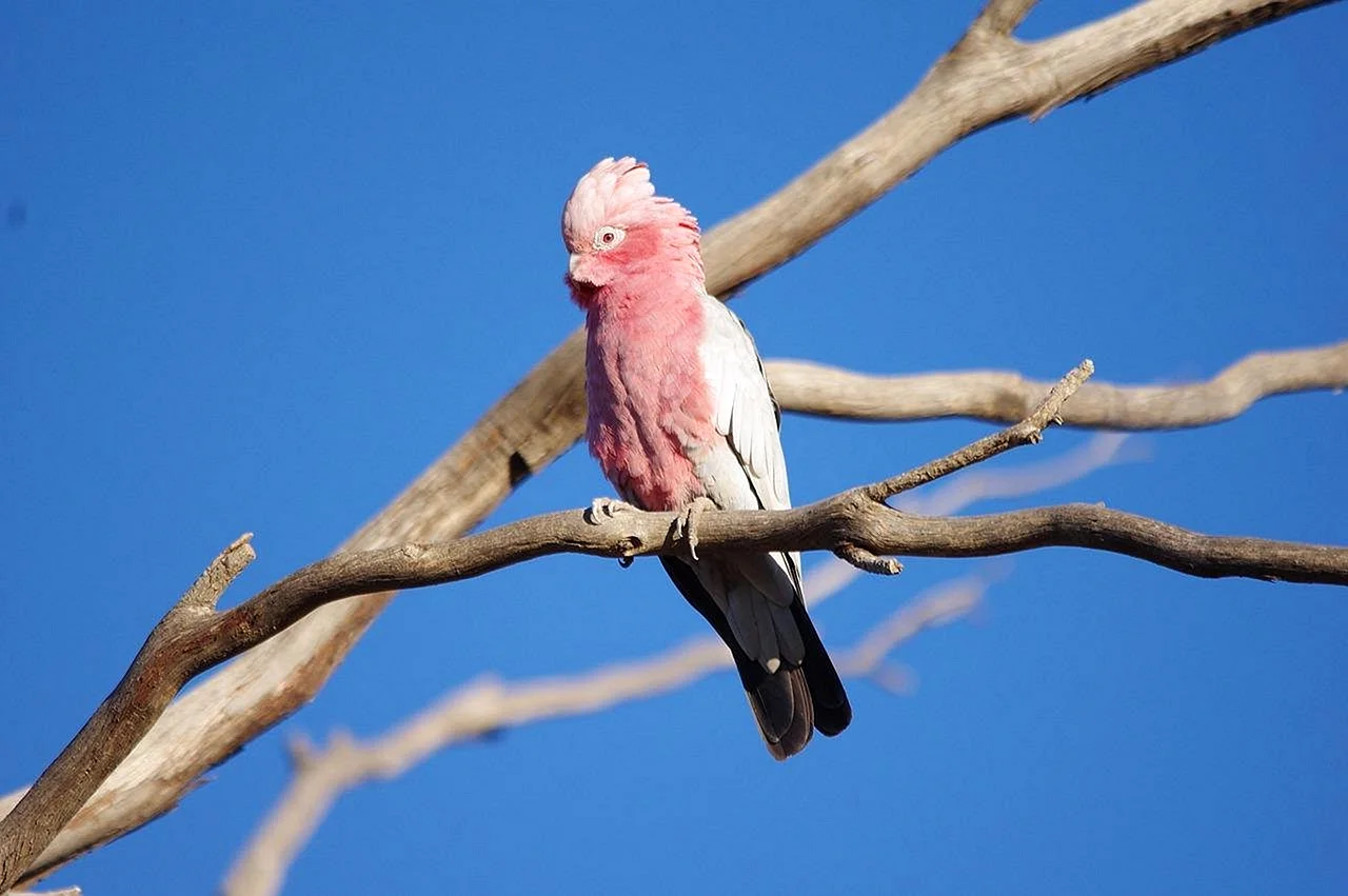 Австралия птица розовый Какаду