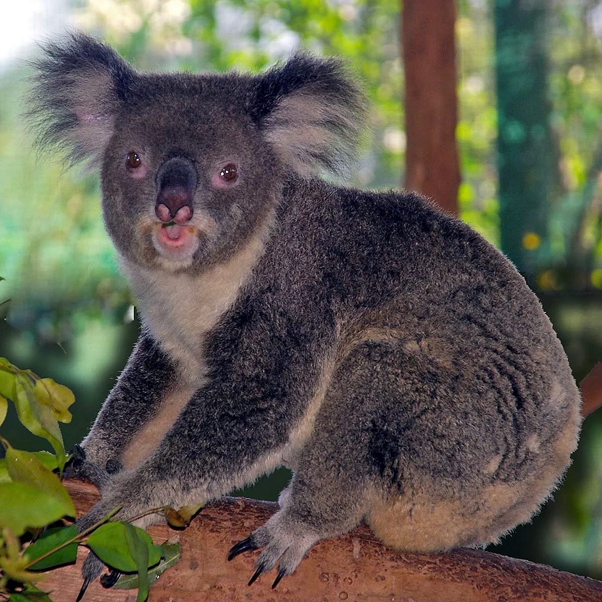 Австралия сумчатые коала