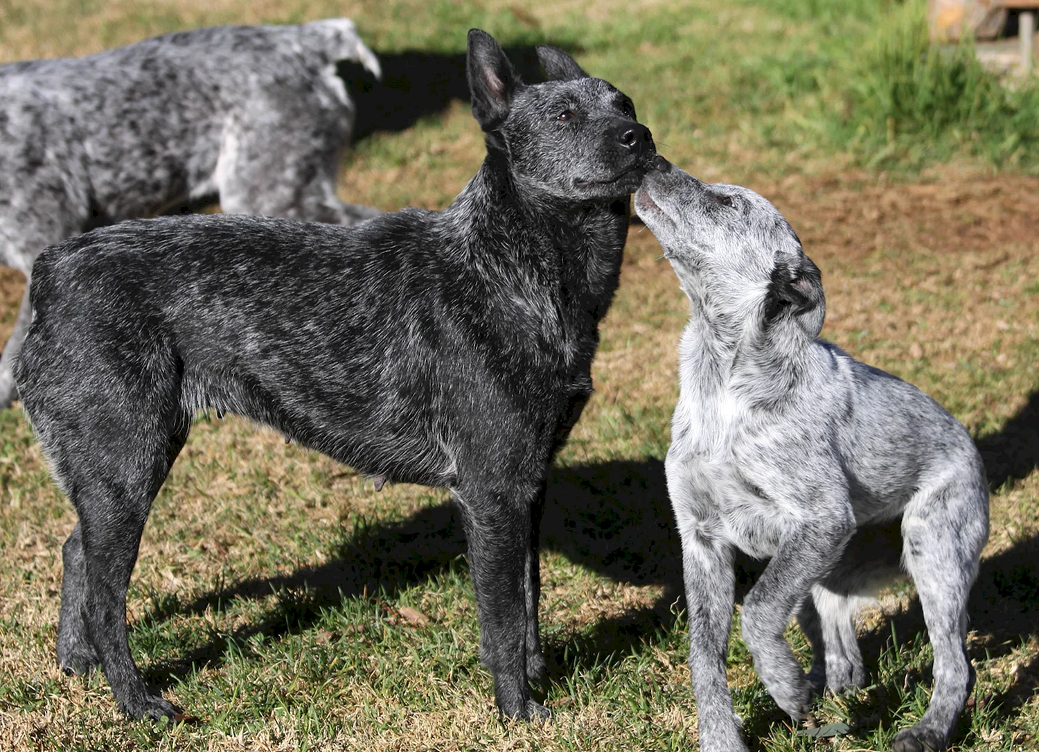 Австралийская куцехвостая пастушья собака