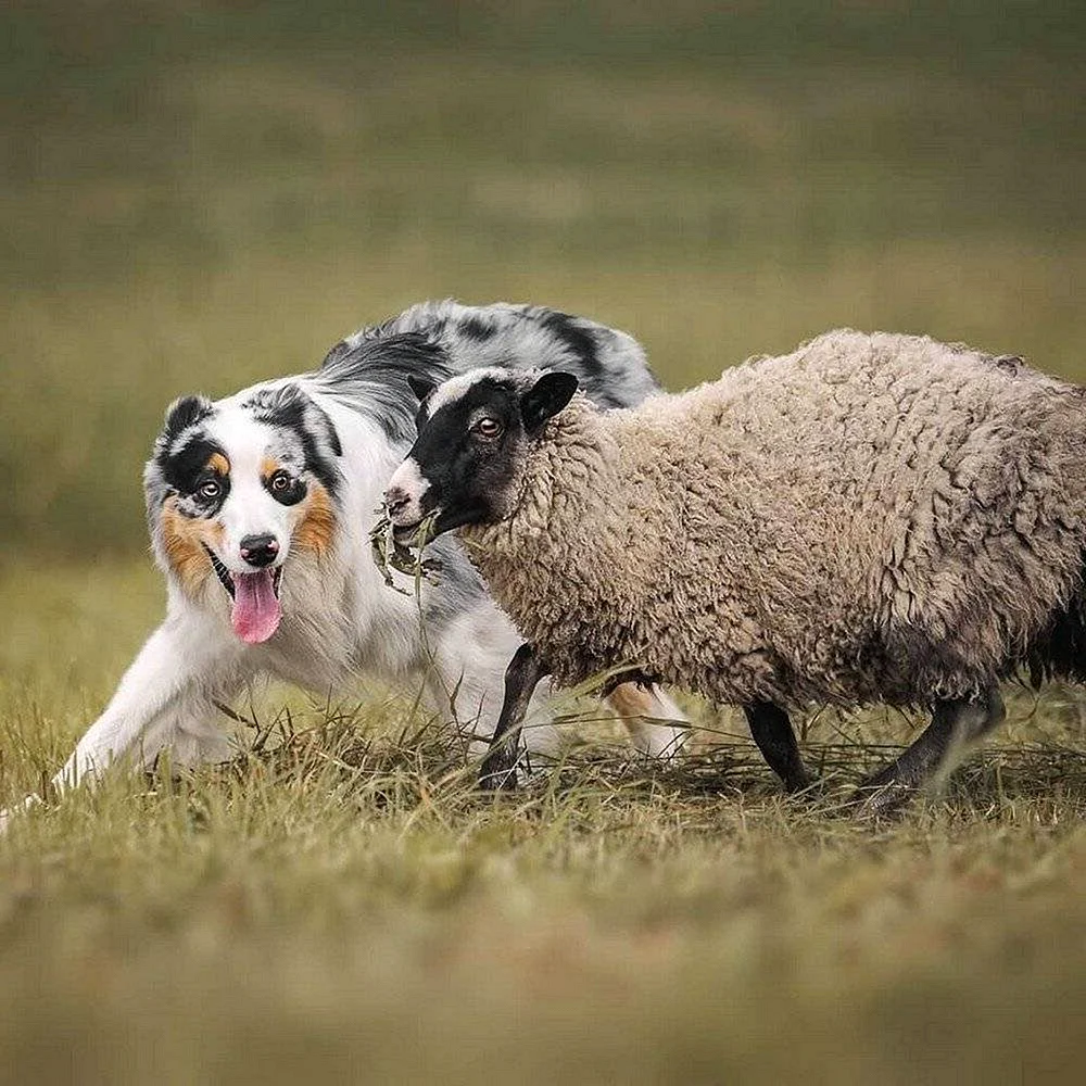 Австралийская овчарка (аусси) пасет овец