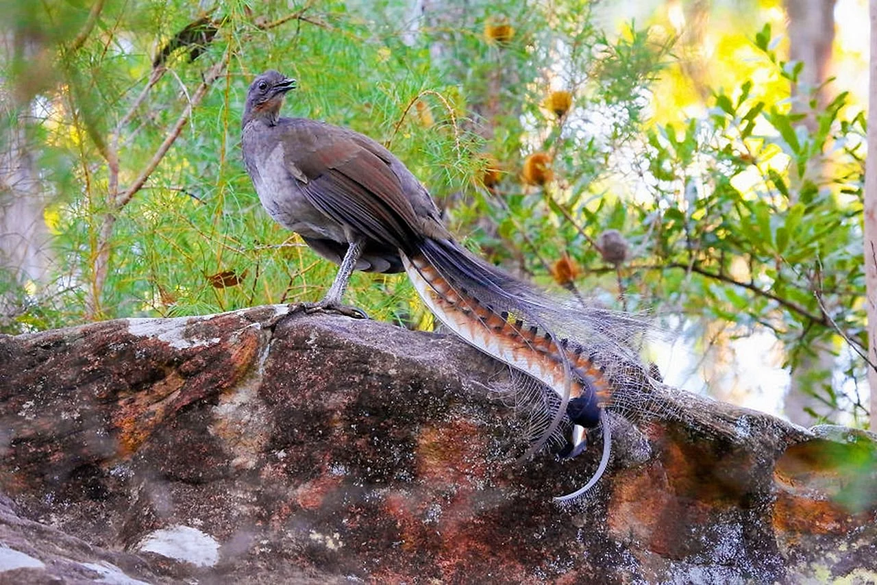 Австралийская птица лирохвост