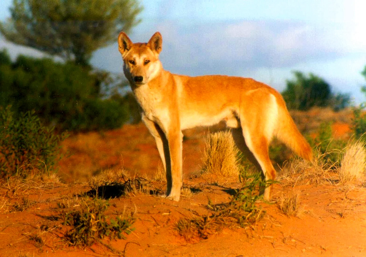 Австралийская собака Динго