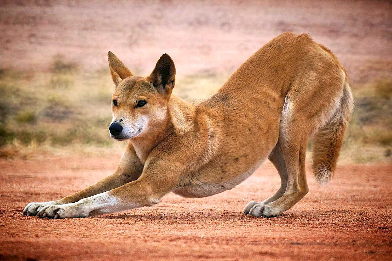Австралийская собака Динго
