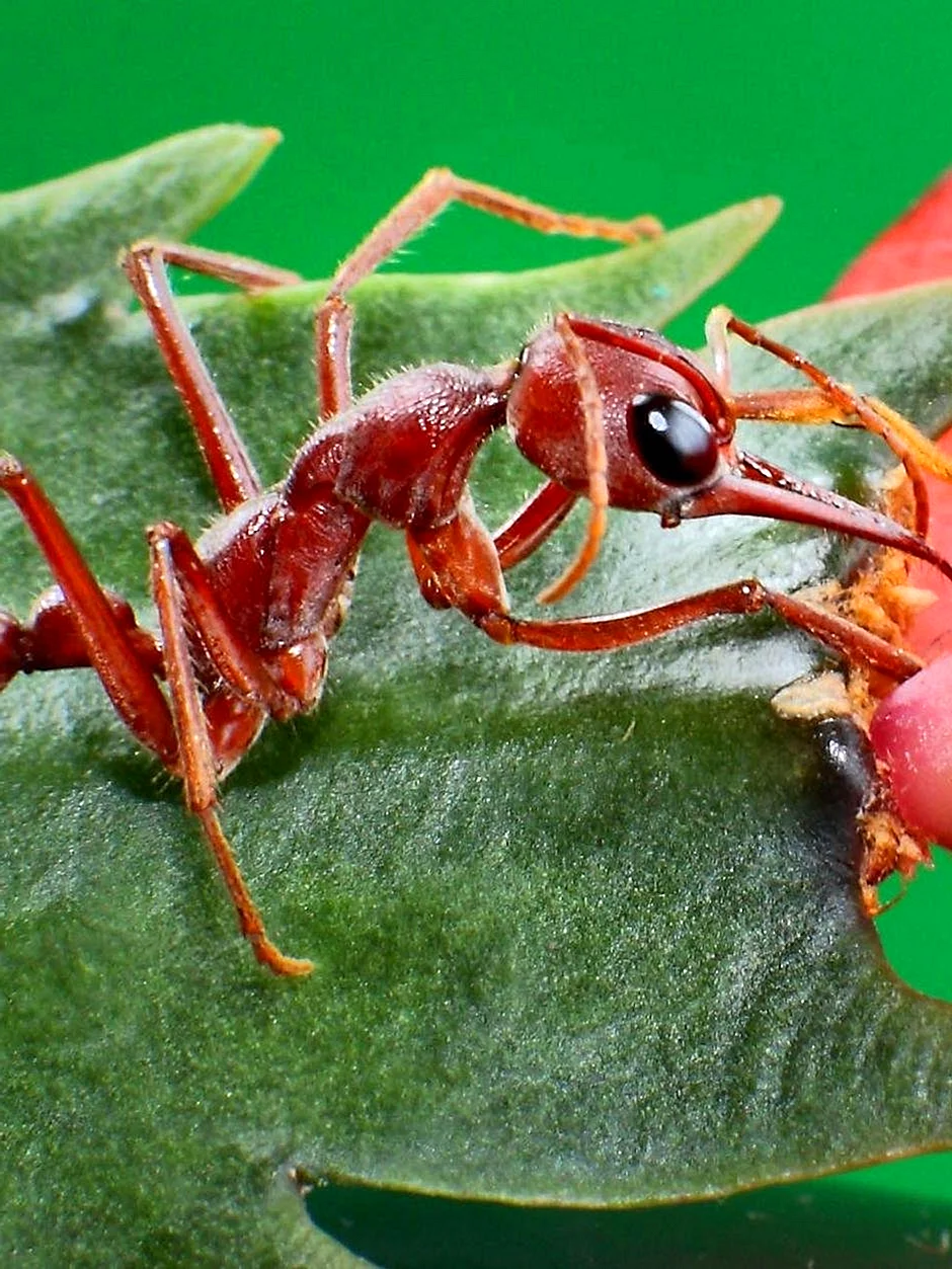 Австралийские муравьи