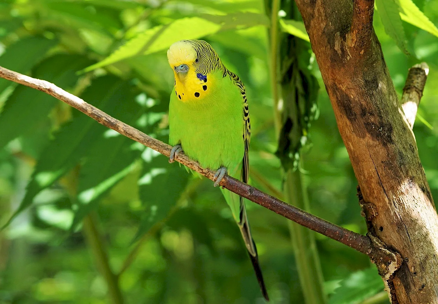 Австралийские волнистые попугайчики