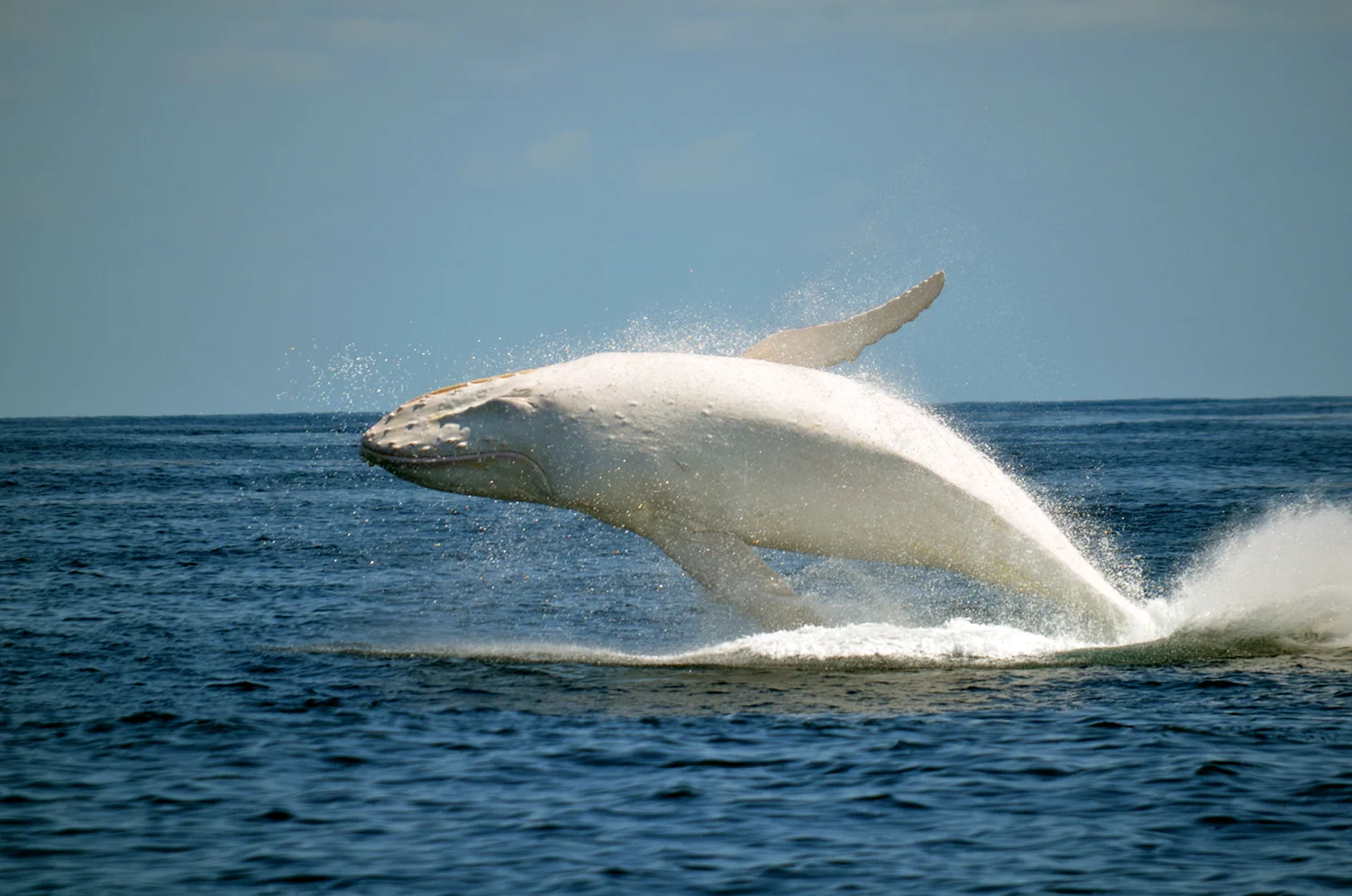 Австралийский белый кит