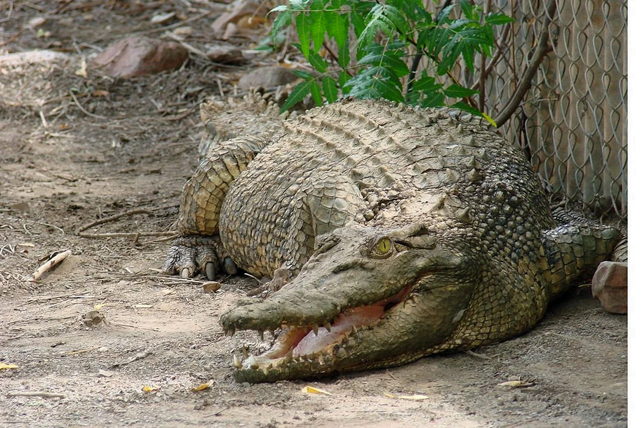 Австралийский гребнистый крокодил