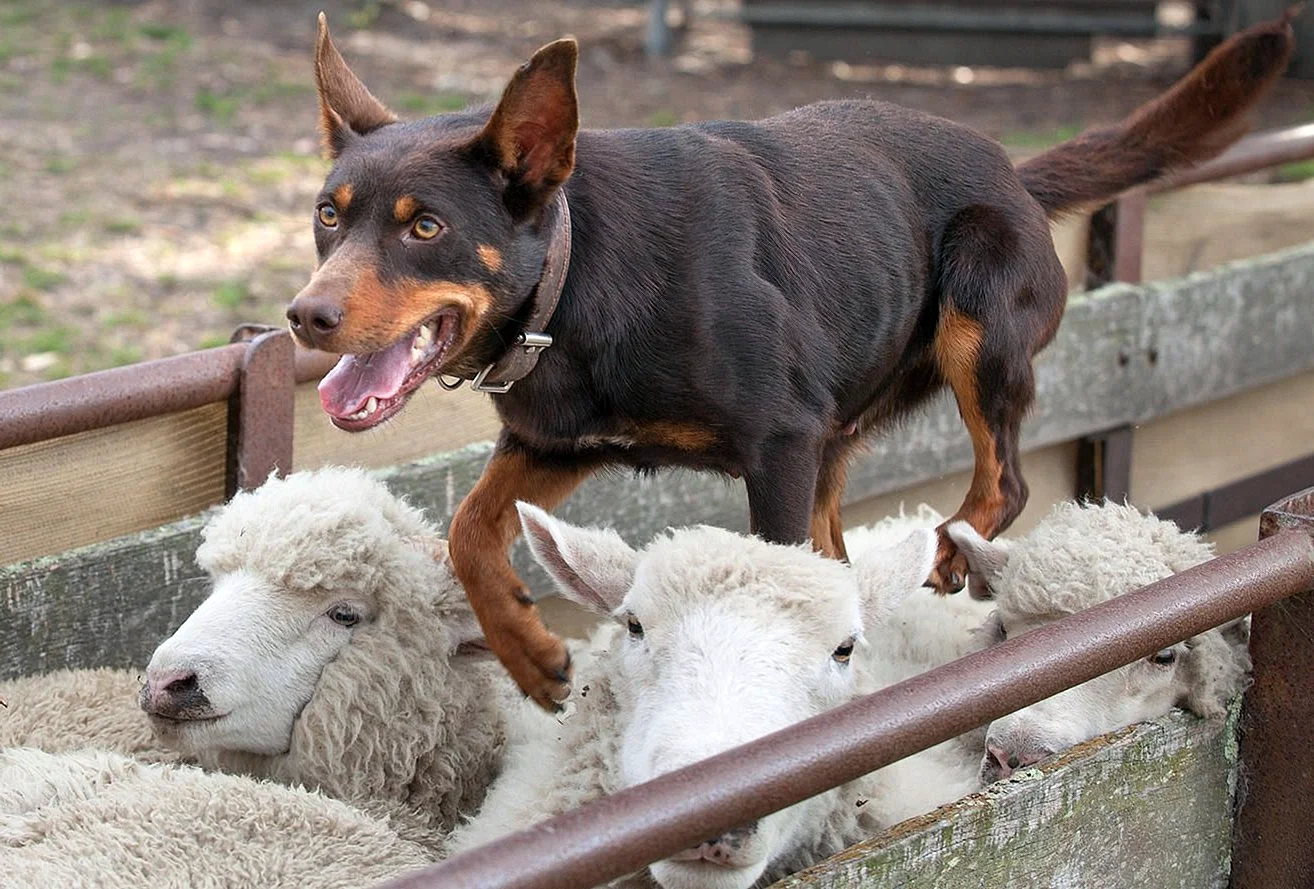 Австралийский келпи пастух