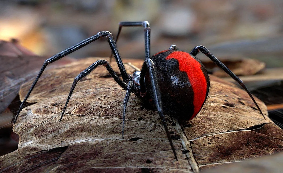 Австралийский красноспинный паук